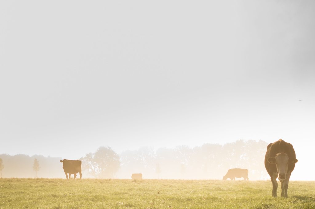 Industria campesina en España: agricultura y ganadería